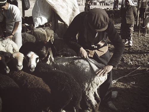 Kashgar Livestock Market